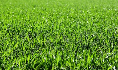 Zboża jare pod ochroną – jak zapewnić sobie wysoki plon?